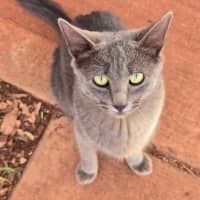 Photo of Misty