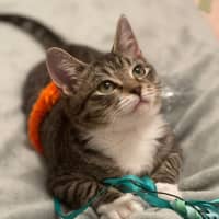 Photo of Mouse