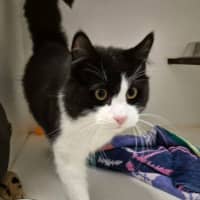 Photo of Percy