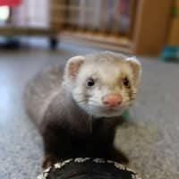 Photo of Cane