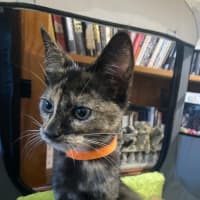 Photo of Smudge (K61)