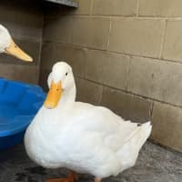 Photo of Marshmallow