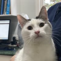 Photo of Cosmo