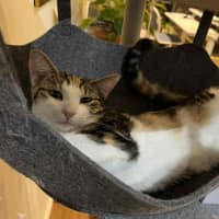 Photo of Emmy   Located In Northcote