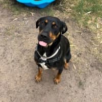 Photo of Honeysuckle