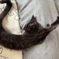 Photo of Jiji