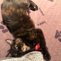 Photo of Lacey