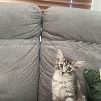 Photo of Leo