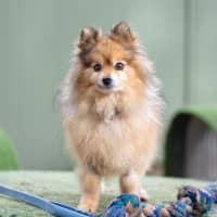 Photo of Connor