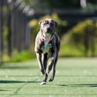 Photo of Abby Imp 1408