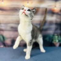 Photo of Lilly   Located In Brunswick East