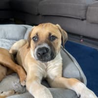 Photo of Barney   8 Week Old Mastiff X (Trial)
