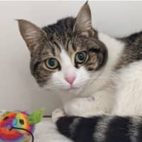 Photo of Whisky