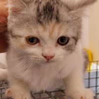 Photo of Leeland The Lime