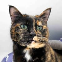 Photo of Pippi Sta015364