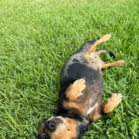 Photo of Ruby And Oreo