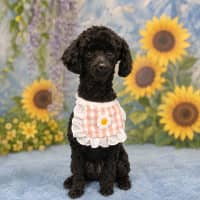 Photo of Missy