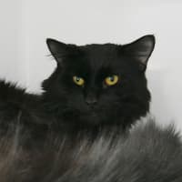 Photo of Lynx Sua014227