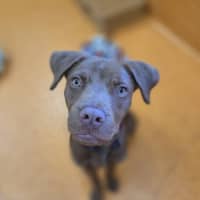 Photo of Nugget