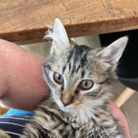 Photo of Abigail   Meet Me At Pet Stock Keysborough