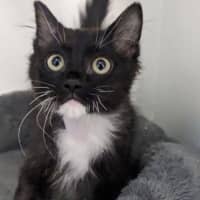 Photo of Lucky