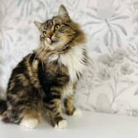 Photo of Honeydew   Located In Preston