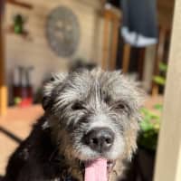 Photo of Douglas