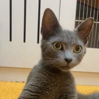 Photo of Cinder