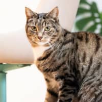 Photo of Louie Haliwell