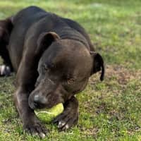 Photo of Hopper