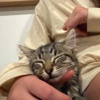 Photo of Cookie