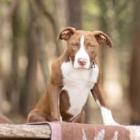 Photo of Cinnamon