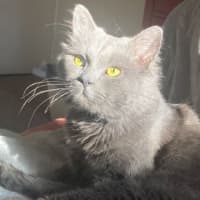 Photo of Toothless
