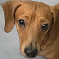 Photo of Bentley And Paulina