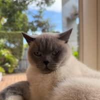 Photo of Ollie & Kobe