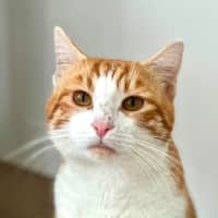 Photo of Cheese