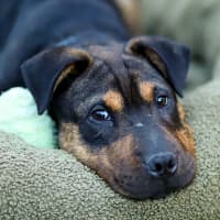 Photo of Bennie