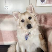 Photo of Rain   1.5 Year Old Pomeranian