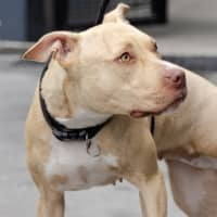 Photo of Maple