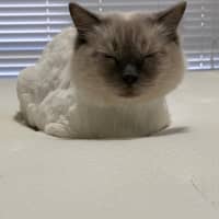 Photo of Chilli