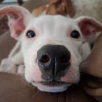 Photo of Sage 
