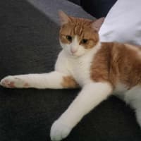 Photo of Gizmo & Boo *9 Lives Project Rescue*