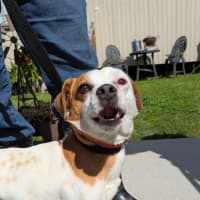 Photo of Athos & Rosie