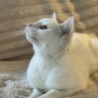Photo of Jadis