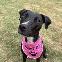 Photo of Fern *$250 Adoption Fee*