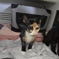 Photo of Waltz *Available At Pet Stock Milperra*