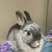 Photo of Blinky (Bonded To Bambi)