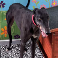 Photo of D1251 Colby