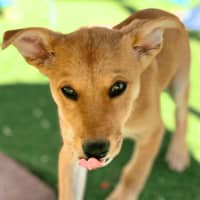 Photo of Rusty