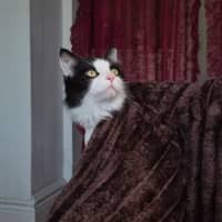 Photo of Gordon
